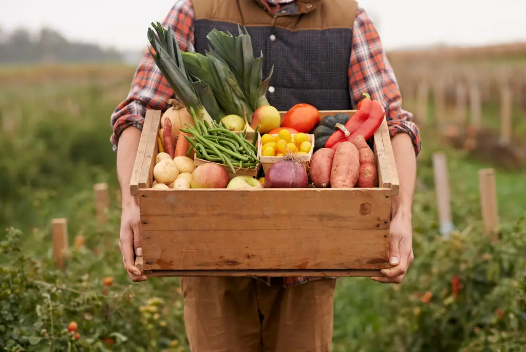 Person hält eine Holzkiste mit frischem Gemüse und Obst wie Lauch, Tomaten und Kartoffeln auf einem Feld