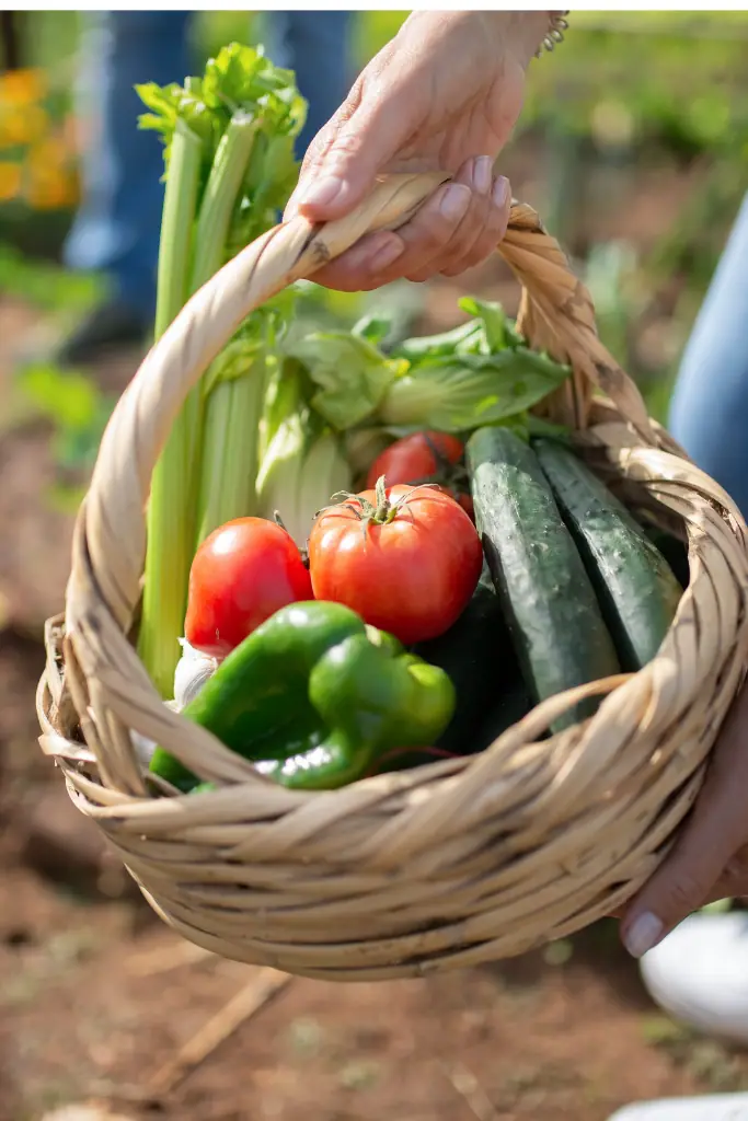 Hand hält einen Korb mit erntefrischem Gemüse wie Tomaten, Paprika und Gurken im Garten