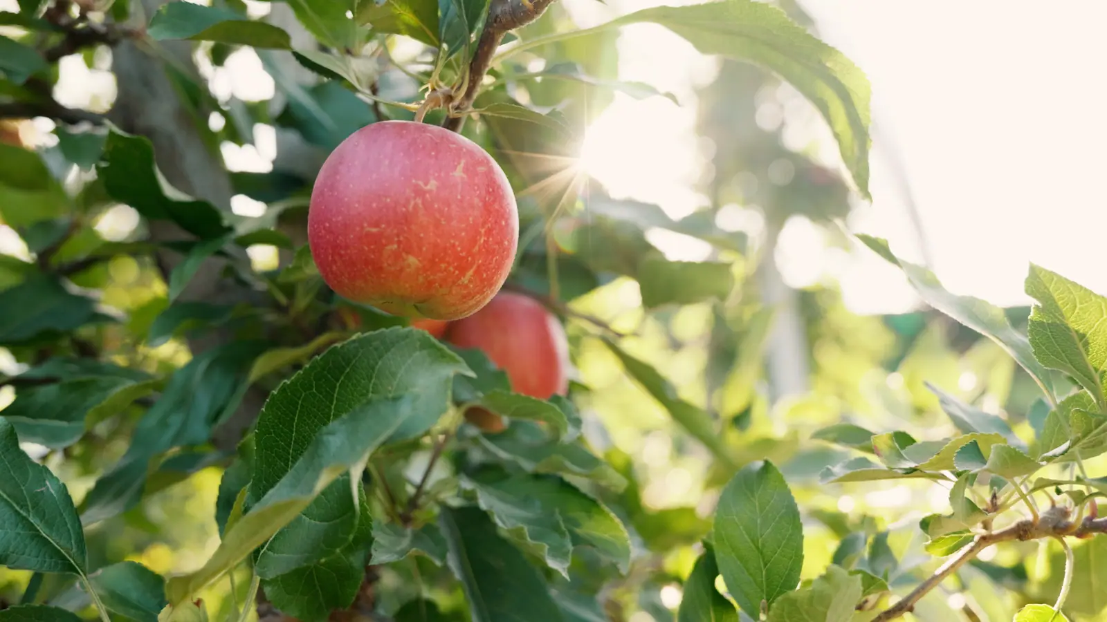 Ein reifer roter Apfel hängt an einem Ast im hellen Sonnenlicht